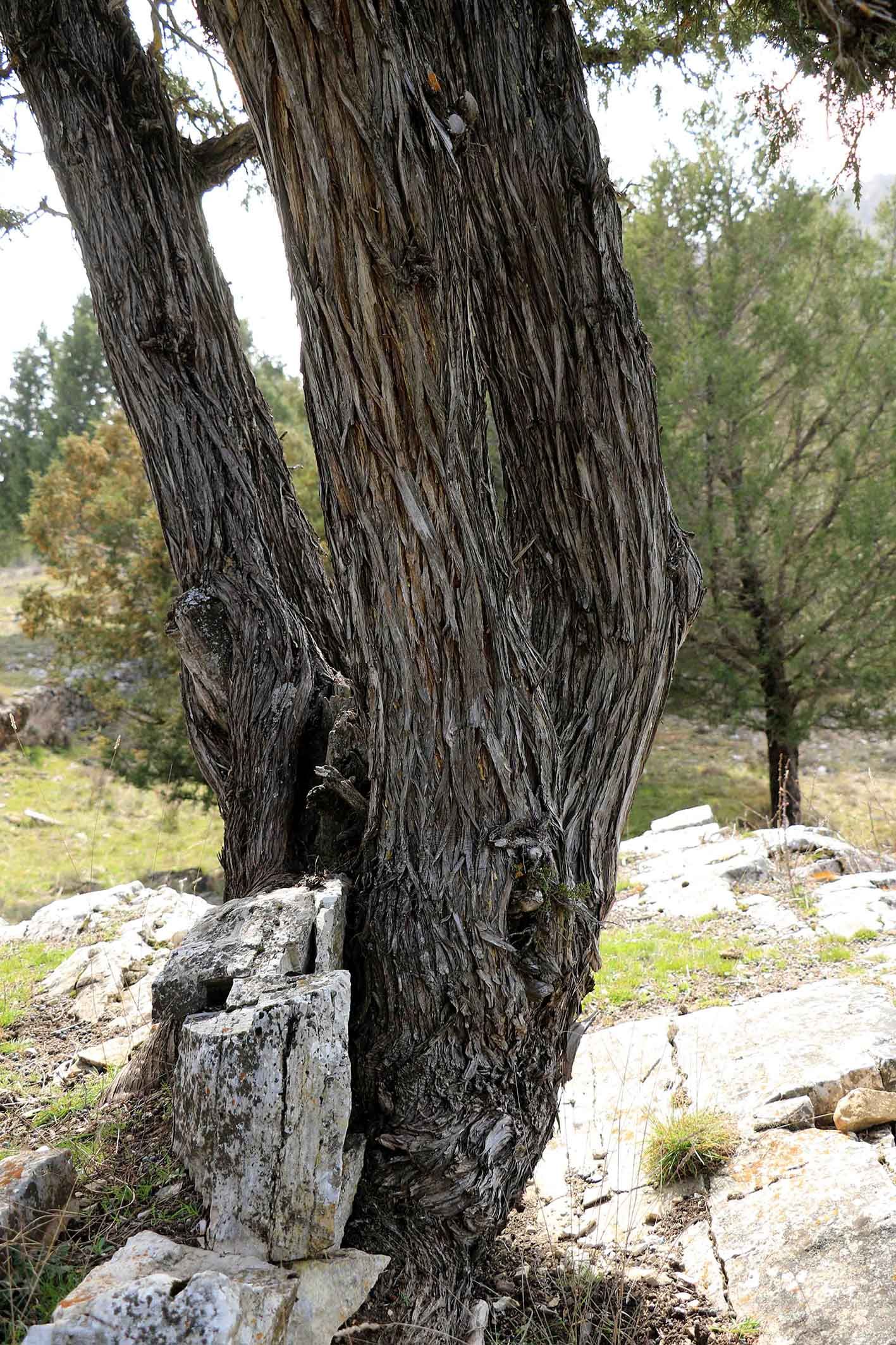 El sabinar de Tamajón: Ecosistema invernal de oportunidades