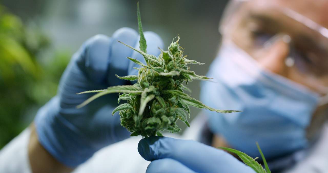 Gana popularidad tras su campaña de microcenazgo: Indica Sur SL