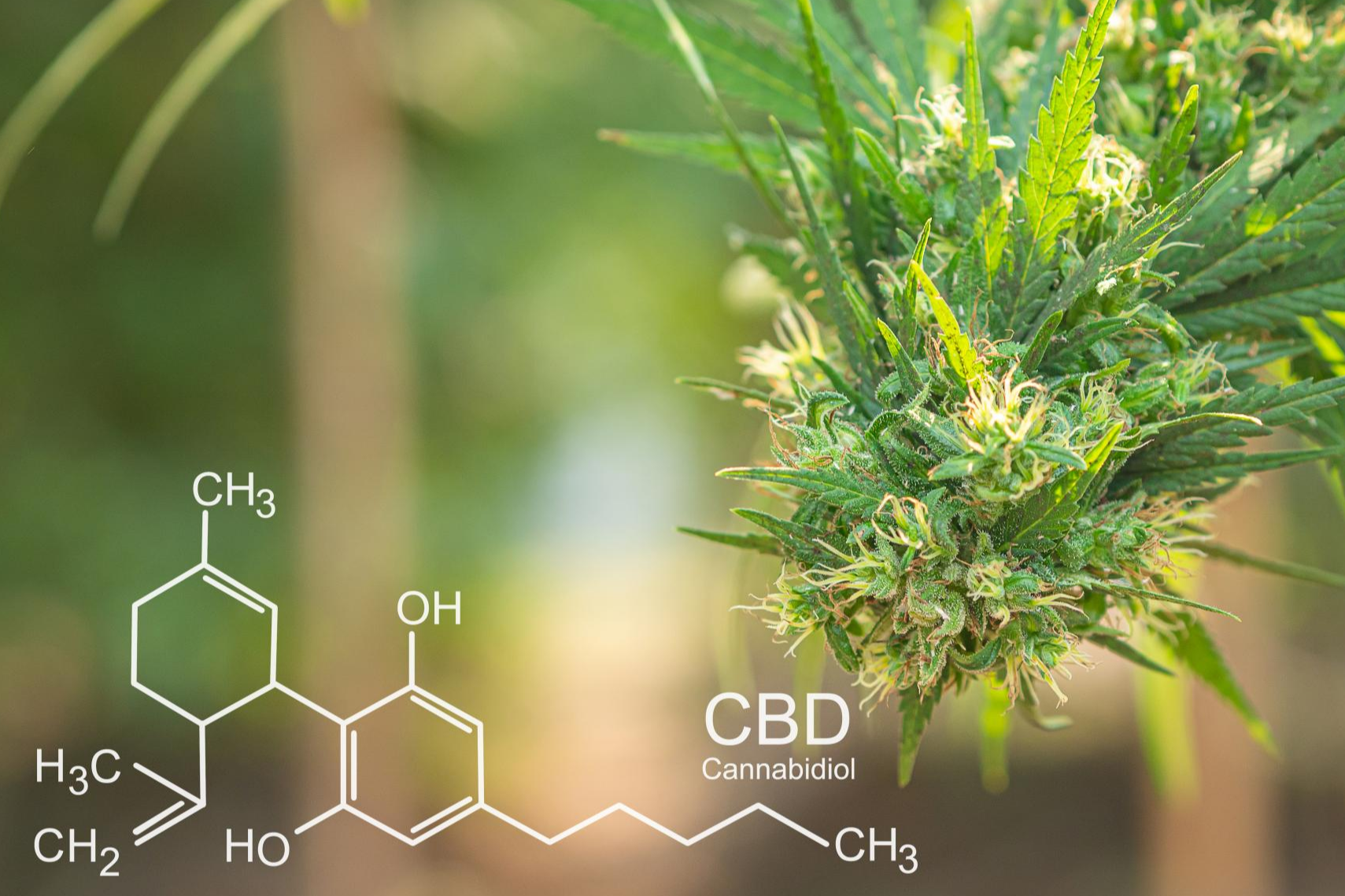 Los beneficios terapéuticos del CBD de la mano de la empresa Legalhemp Biocosmetic
