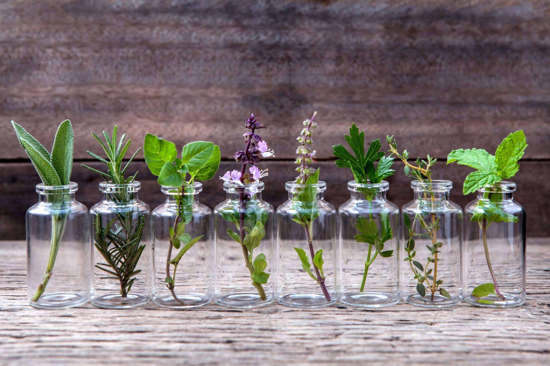 ¿Qué beneficios presentan las plantas aromáticas de calidad? Spirit Natura