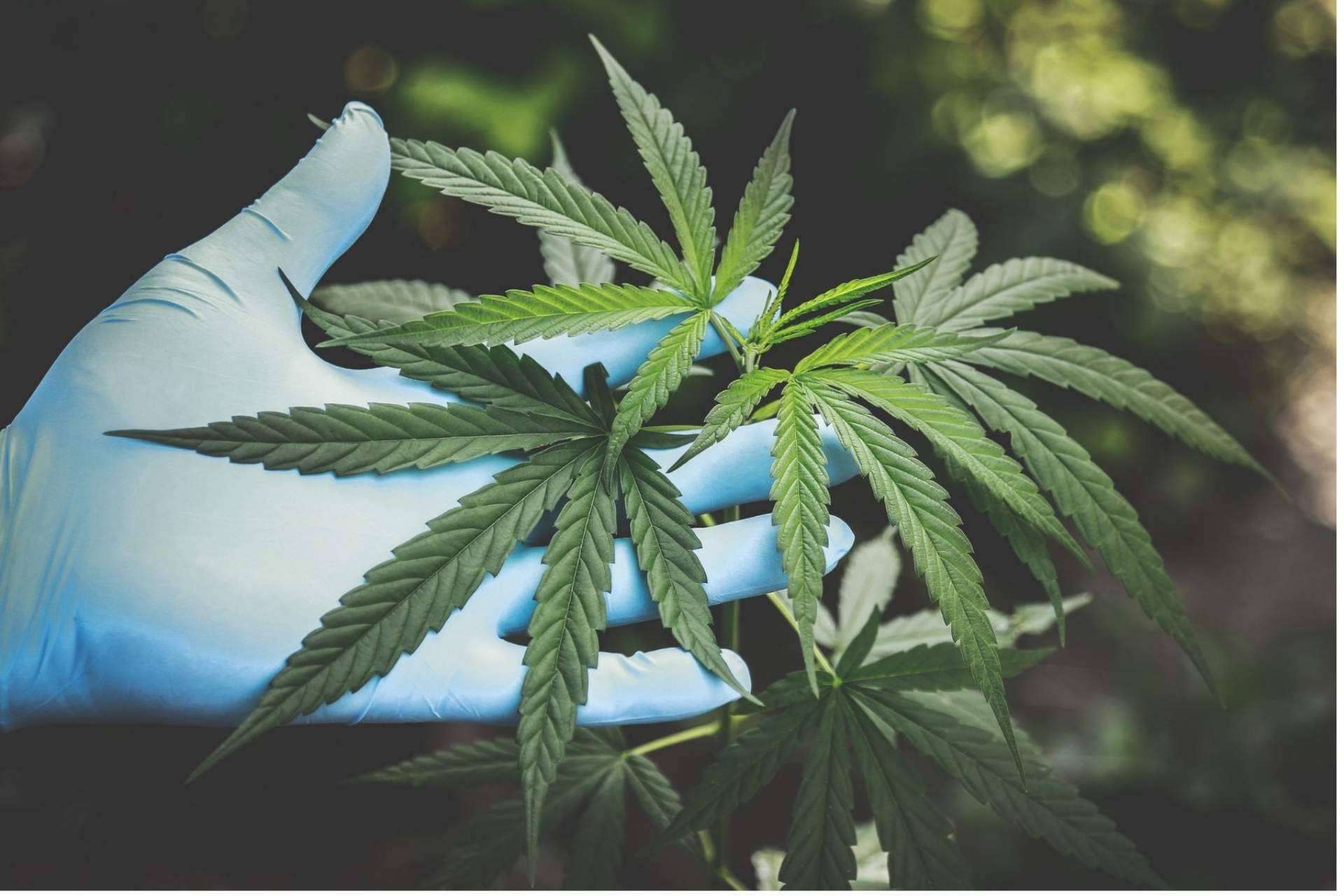 ¿Cuáles son las opiniones del aceite CBD de Wildcbd?