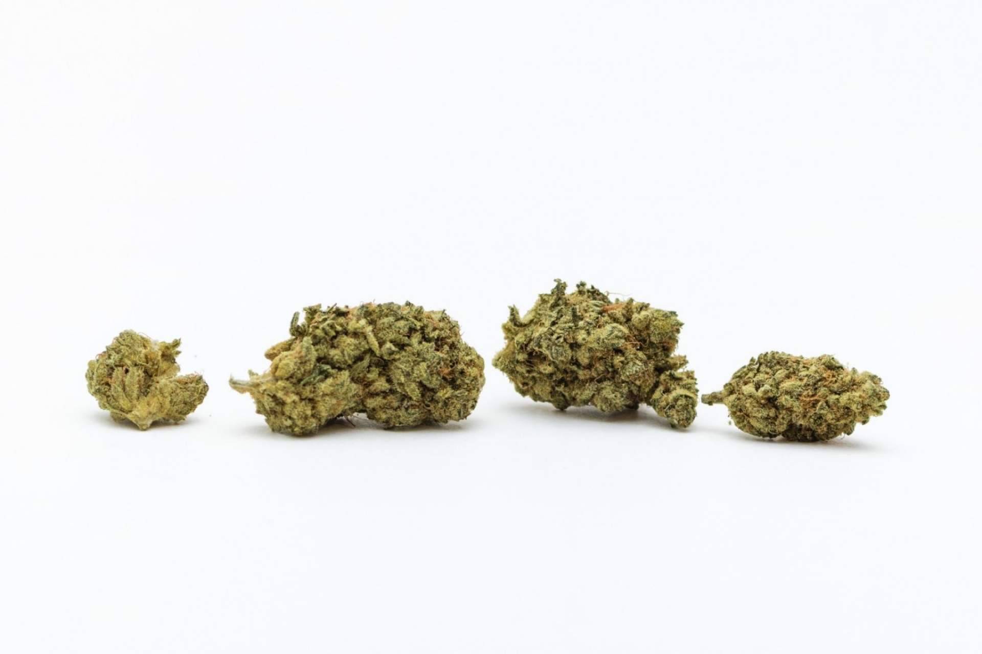 ¿Qué son las flores de cannabidiol o CBD?: De Pata Verde