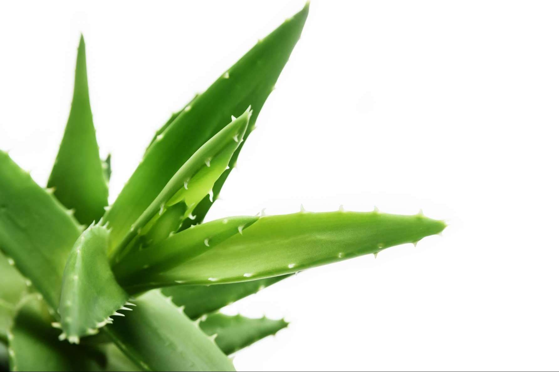 Una gran oportunidad de negocio para los enamorados del aloe vera:  TerritorioAloe
