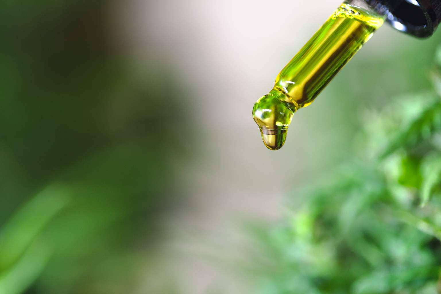 ¿Dónde conseguir aceite CBD?: Legal Hemp