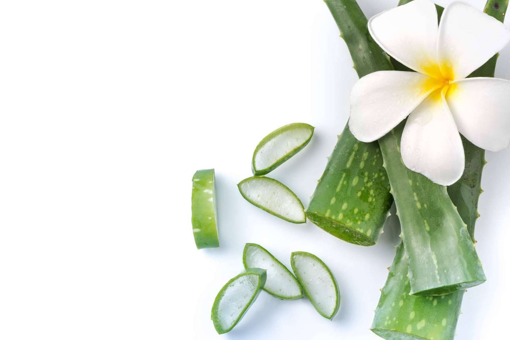 TerritorioAloe y sus productos de aloe vera se constituyen como uno de los mejores aliados del mundo de las terapias naturales
