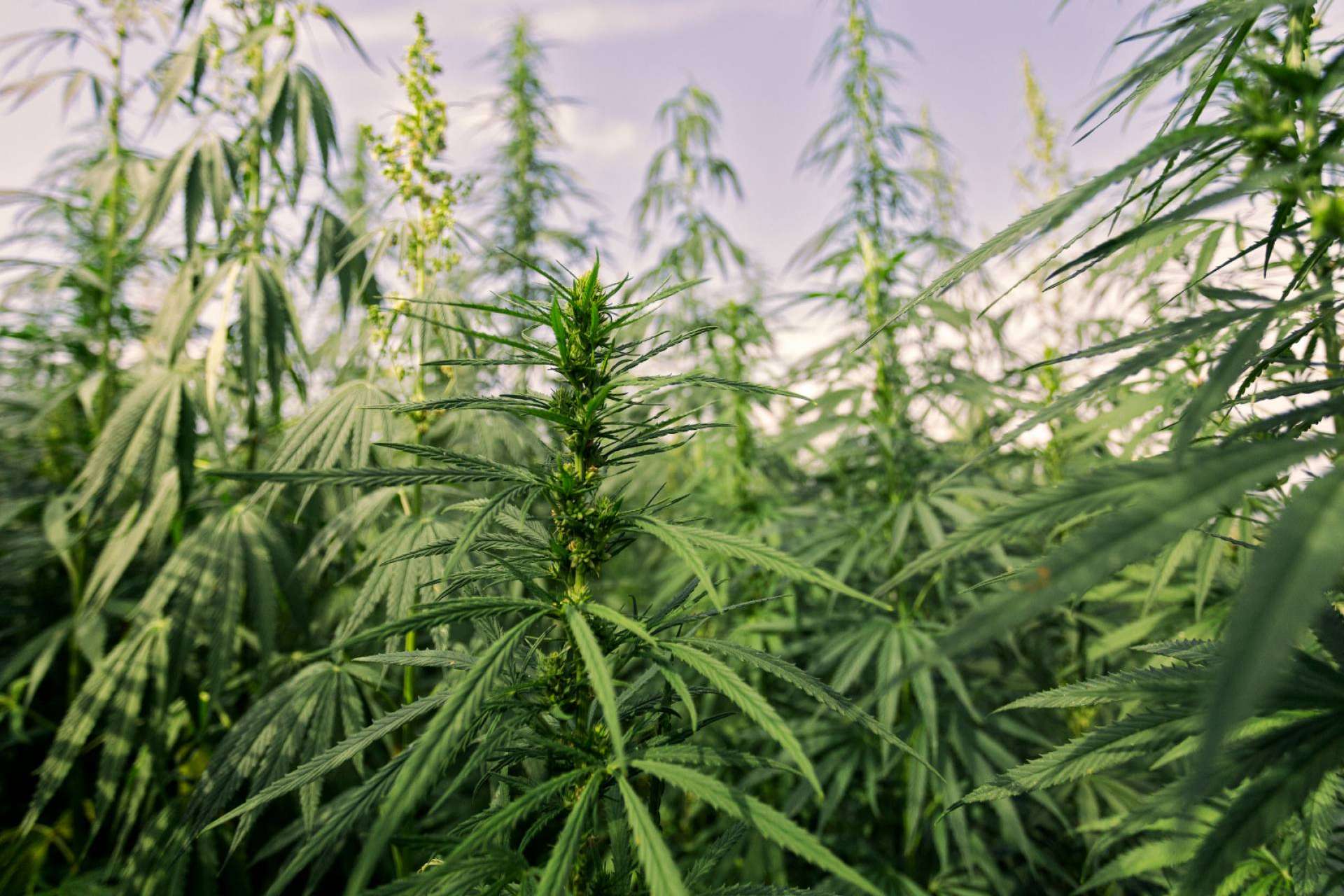 Opciones para comprar flores de CBD en España