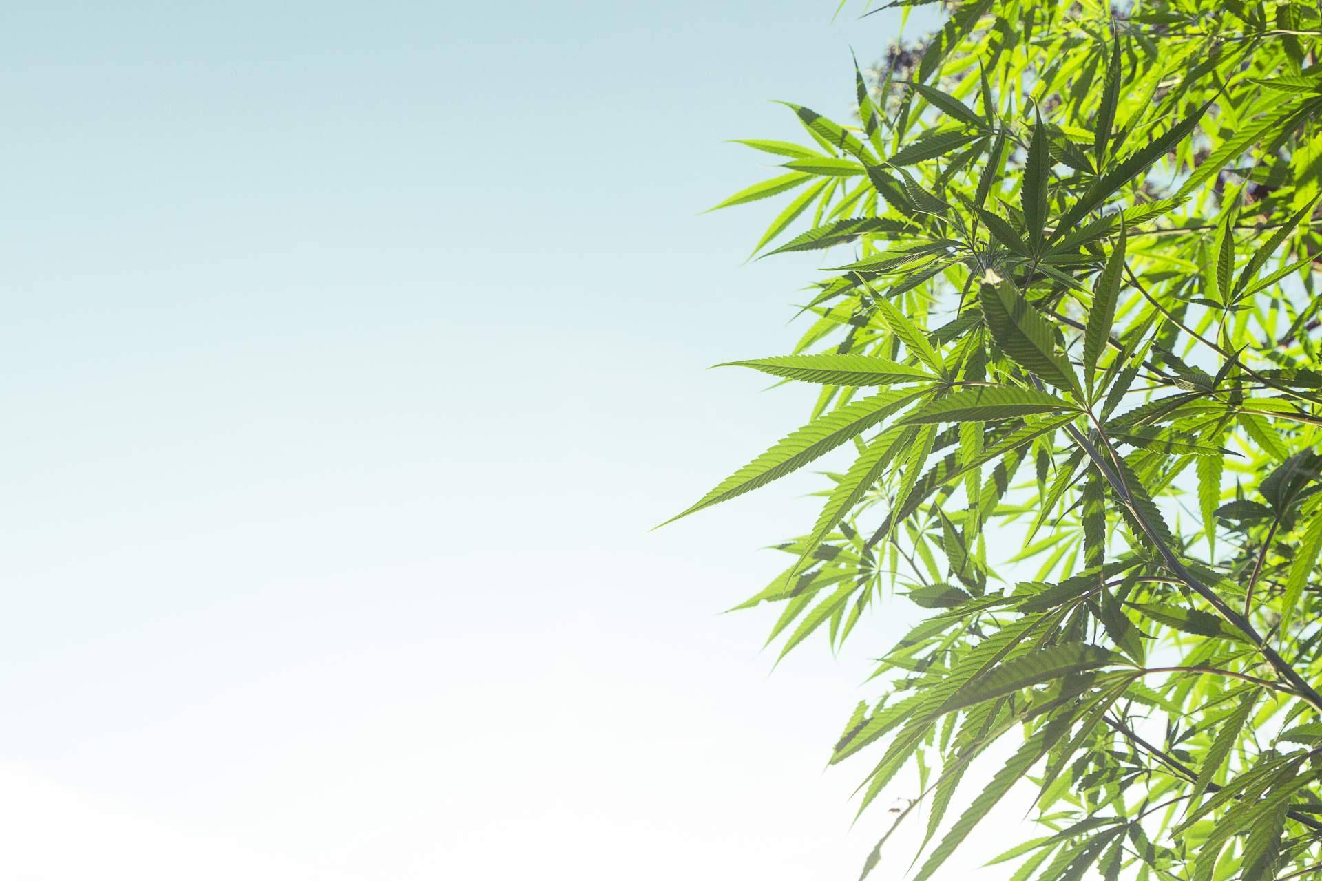 Grow shop, un negocio de franquicias al alza