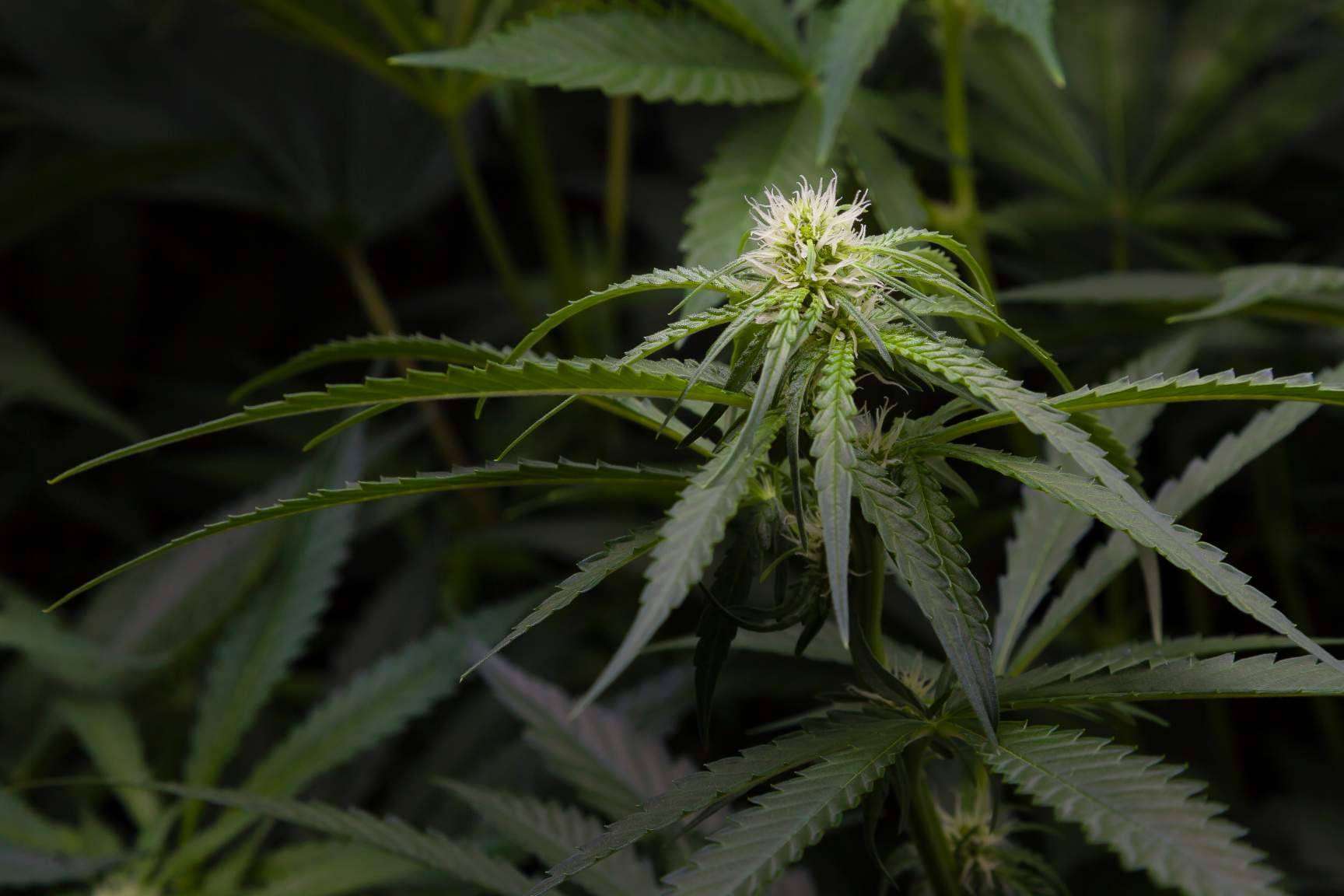 Armarios de cultivo interior para cualquier tipo de cultivo, en la tienda Tecnocultivo