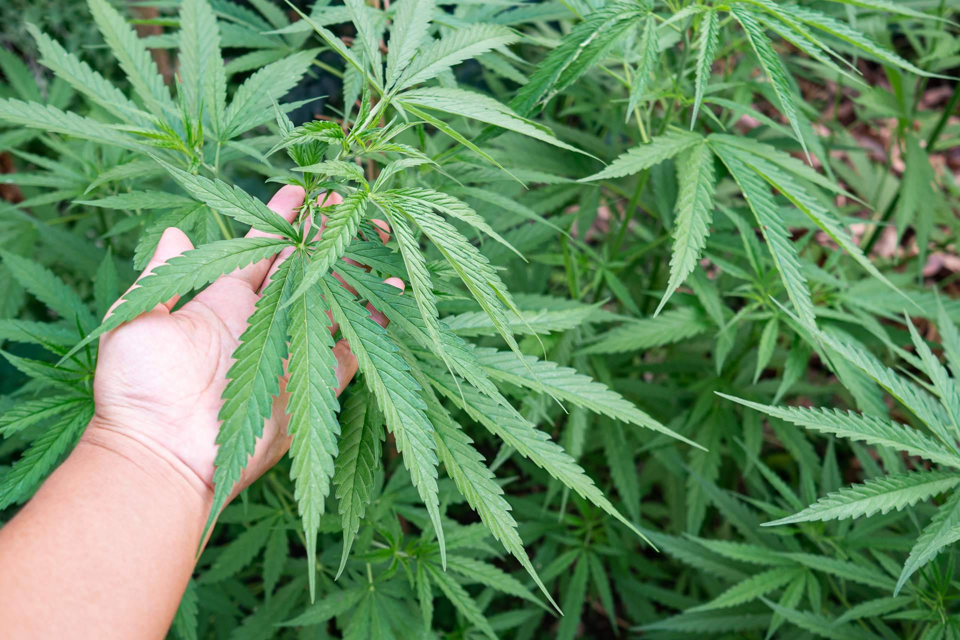La empresa topgrow.es ofrece iluminación led para cultivos