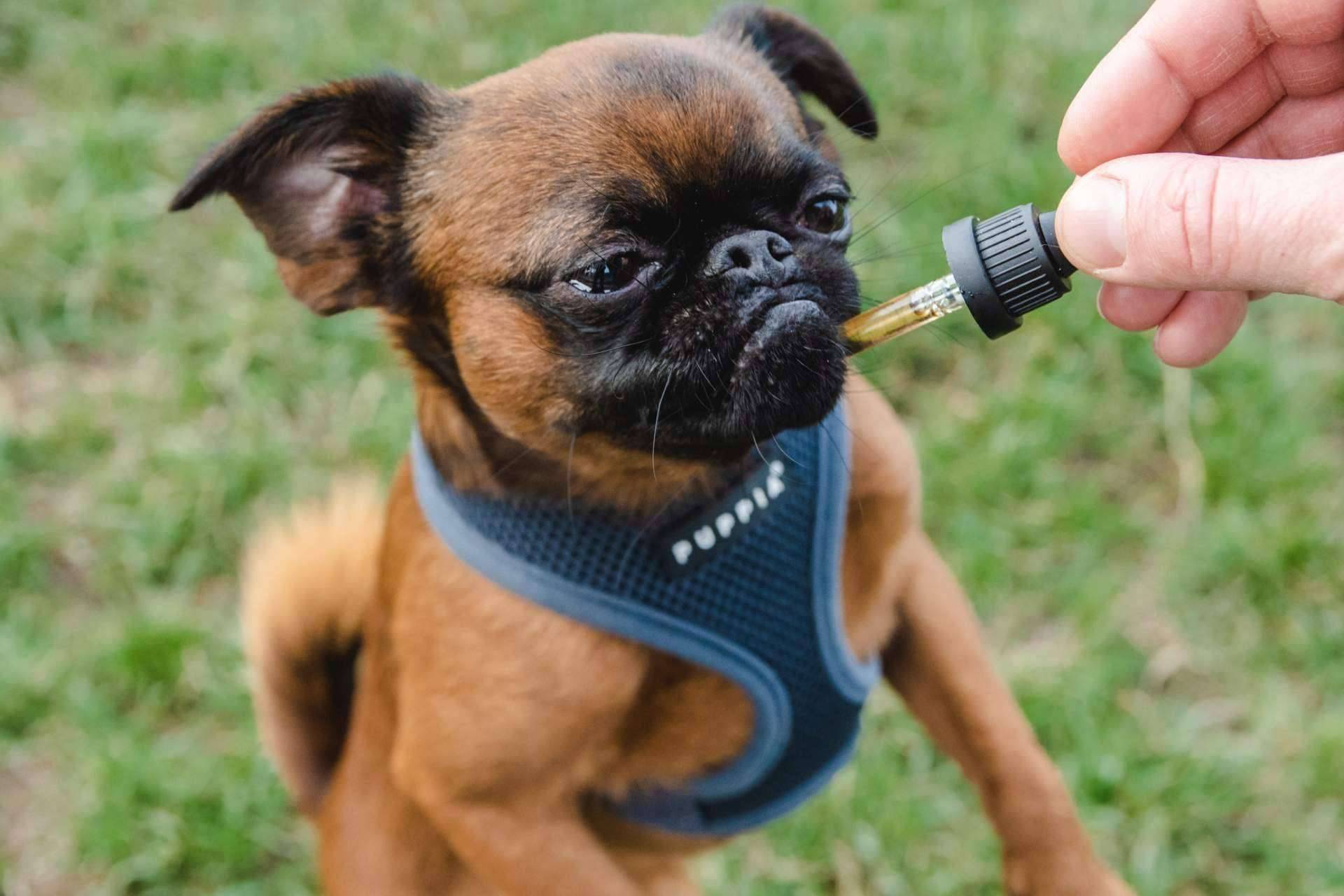 Las mascotas y los beneficios del uso de CBD