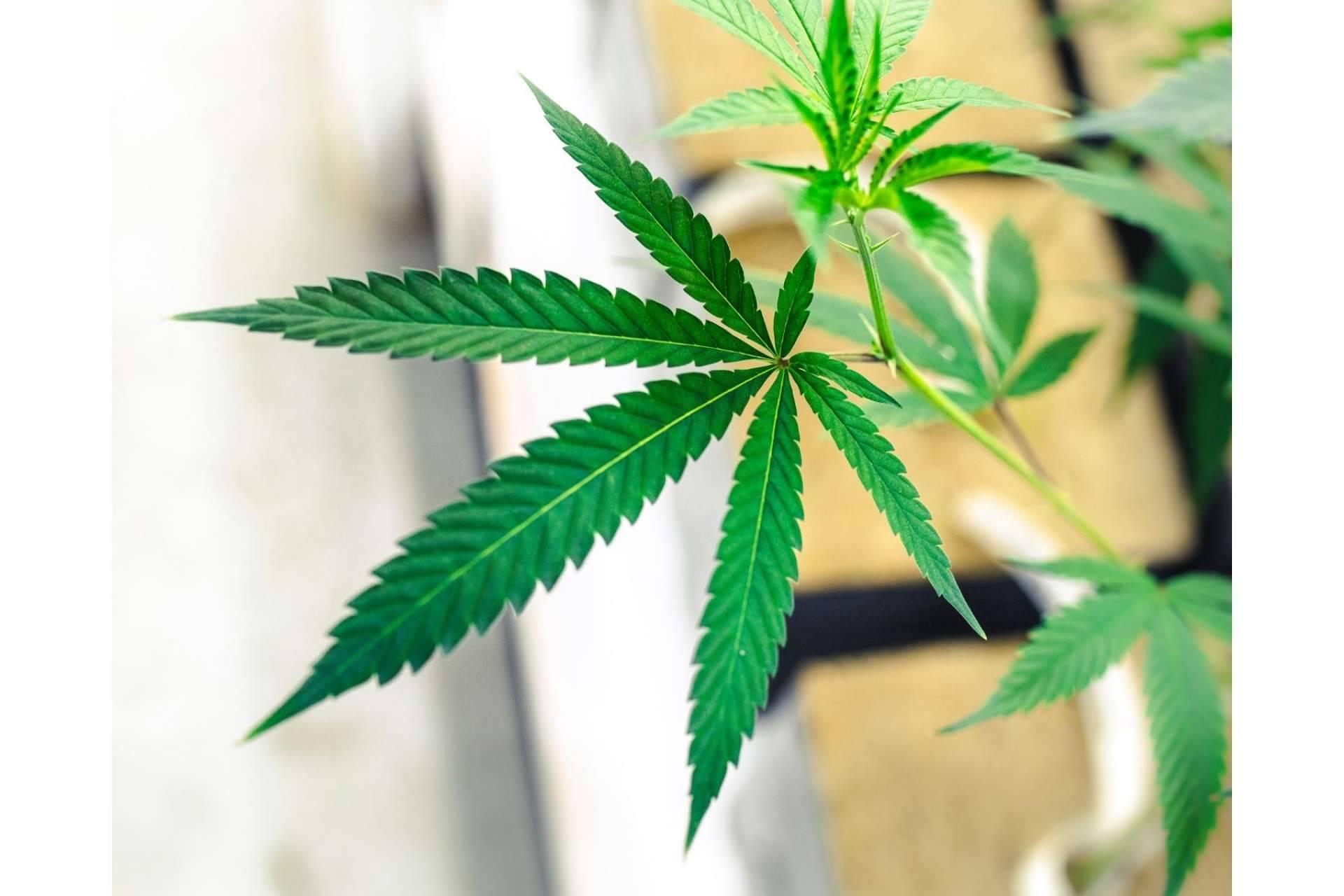 Comprar productos de CBD de alta calidad en el portal web CBDrocks