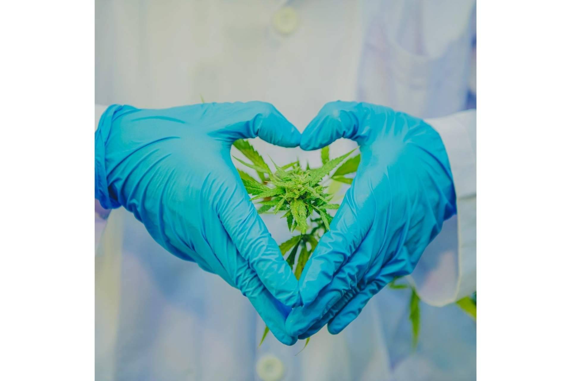 CBDrocks, un sitio de confianza para ser guiado sobre cualquier cuestión relacionada con el consumo de CBD