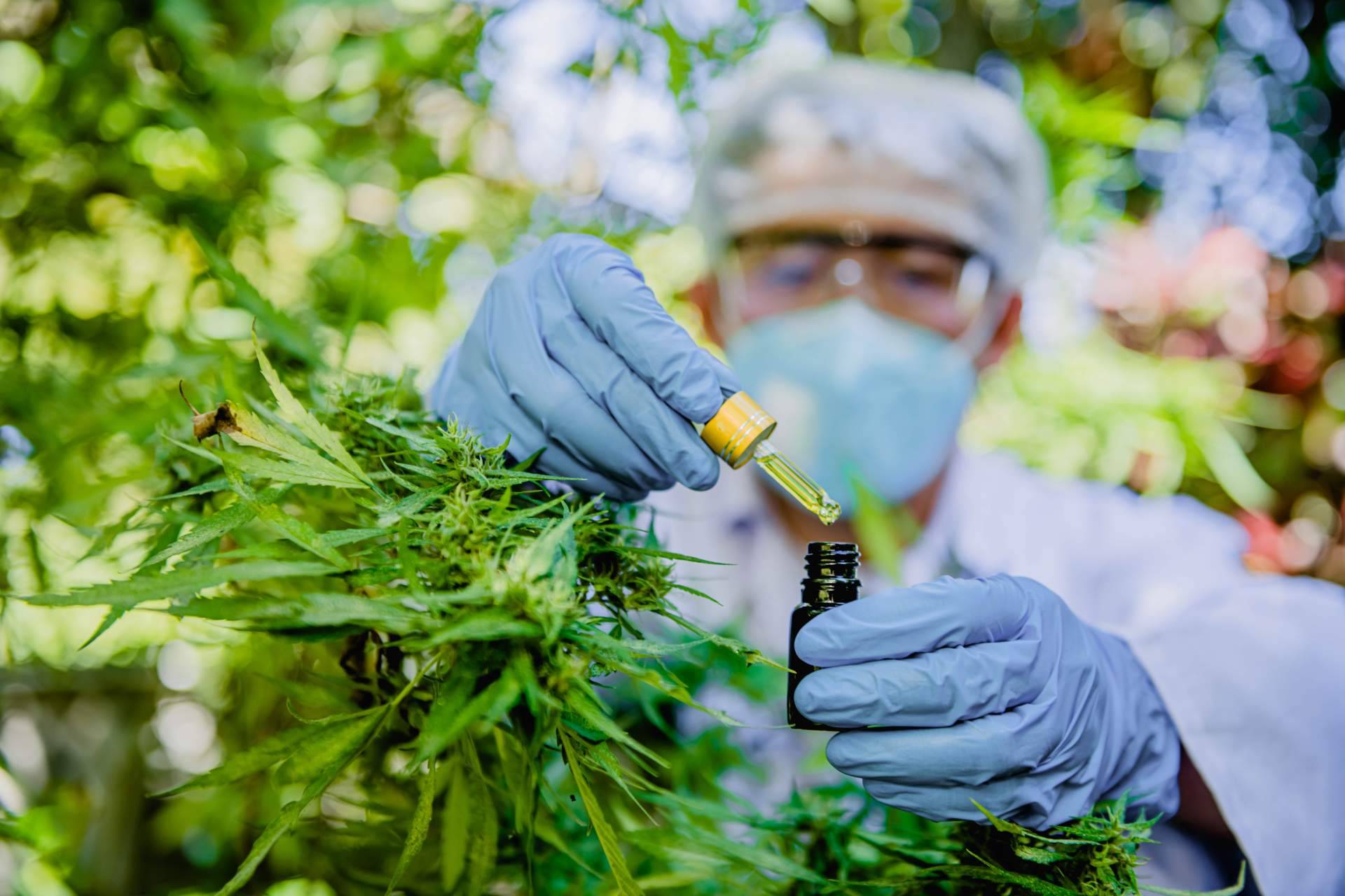 ¿Cuáles son los beneficios del aceite de semilla de cáñamo? de Cannaderm