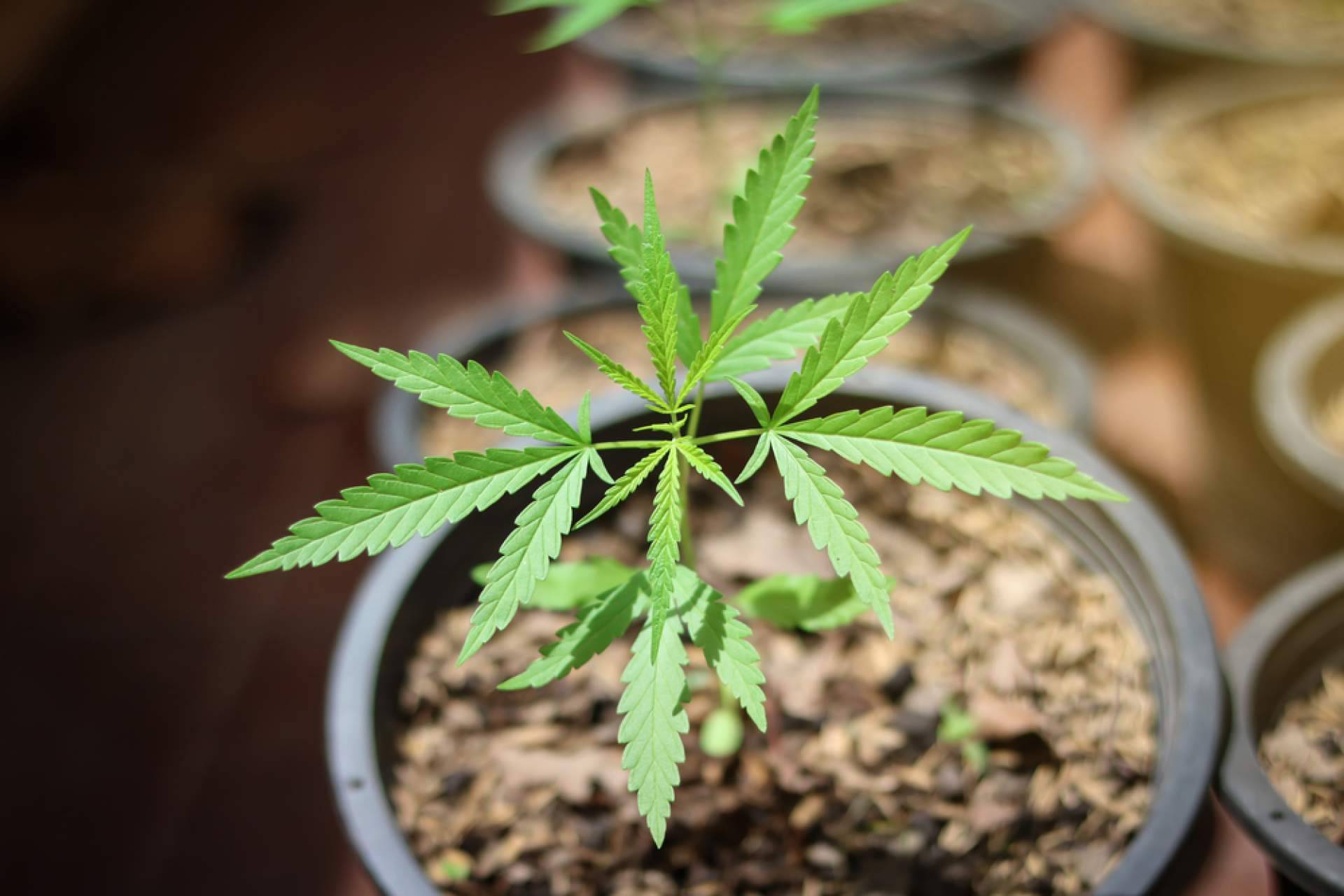 Growmania, un grow económico pero con una oferta de primera calidad