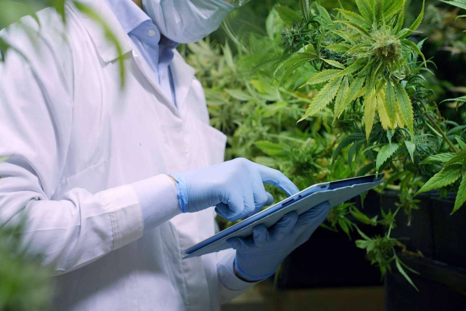 La marihuana medicinal sin THC que se puede adquirir en John Skate CBD