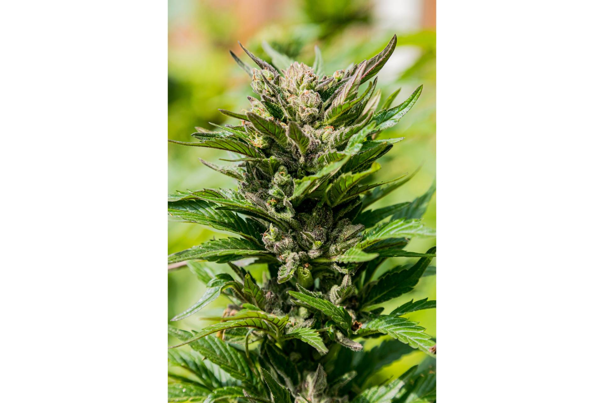 Múltiples flores CBD para usos posteriores disponibles en CBDrocks