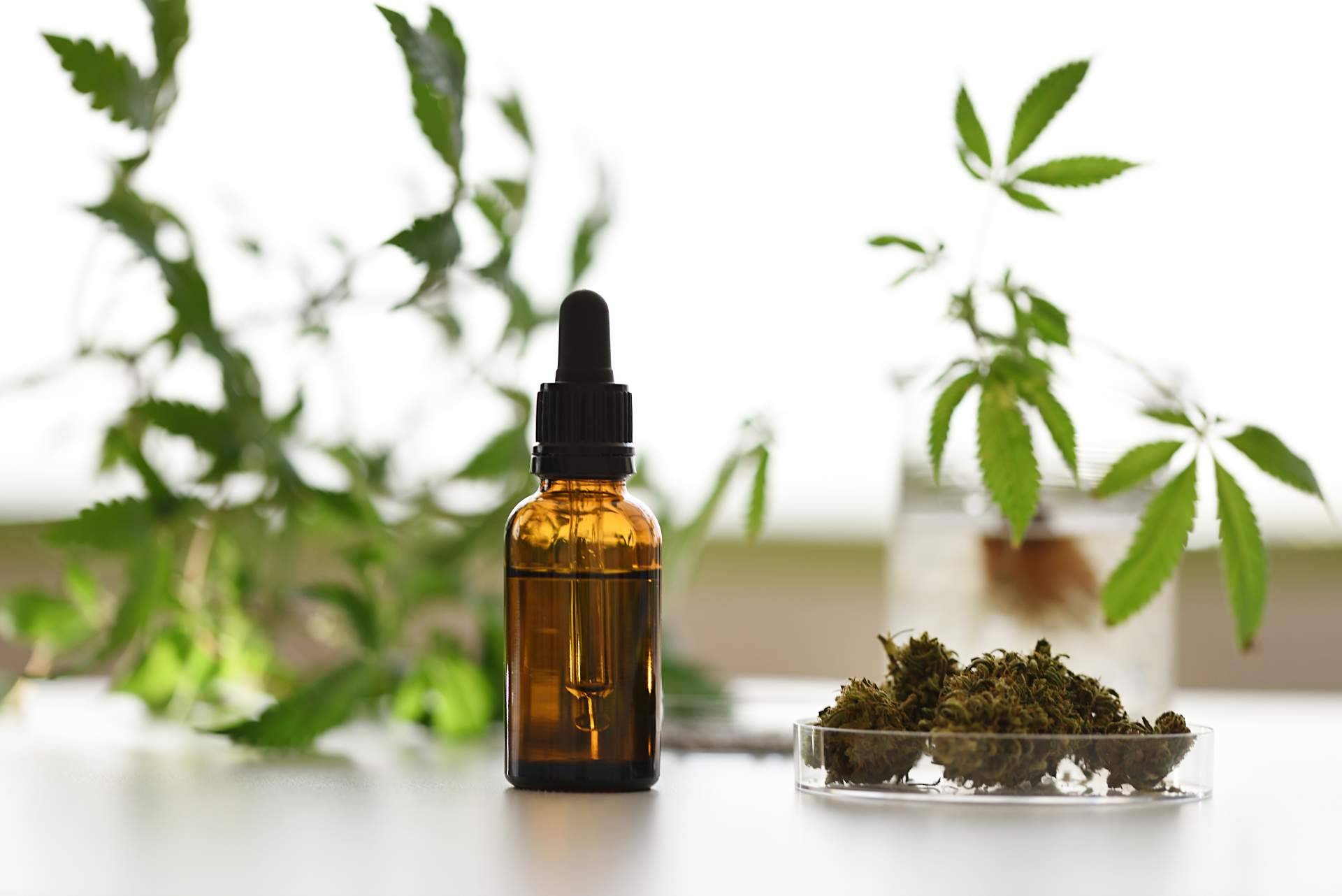 Cannabis medicinal, un sector por explotar, según Devecan
