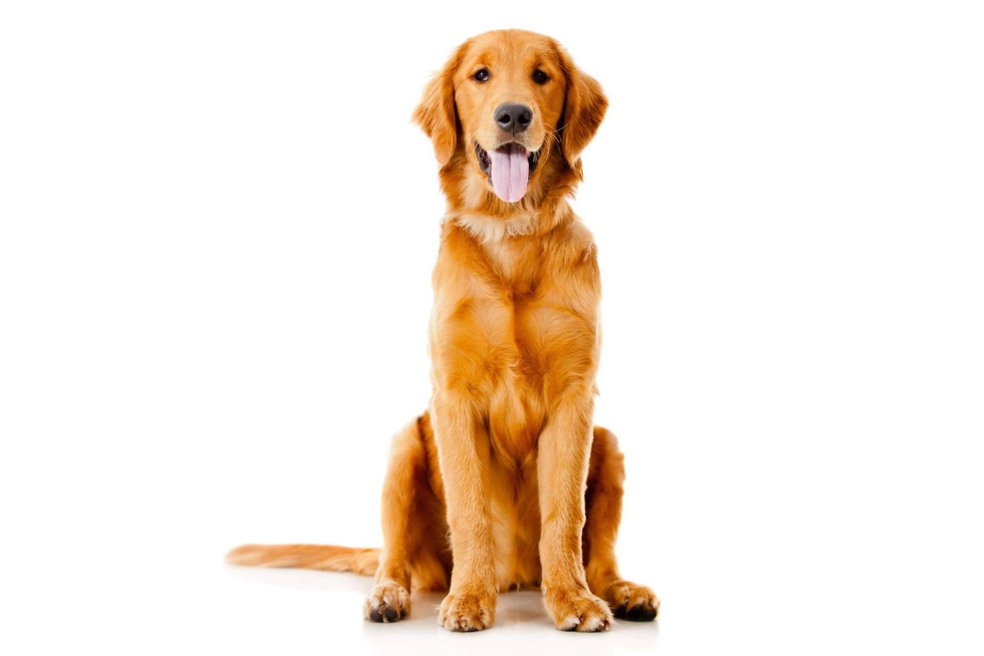 El aceite de CBD para perros y sus diversos beneficios, en CBDrocks