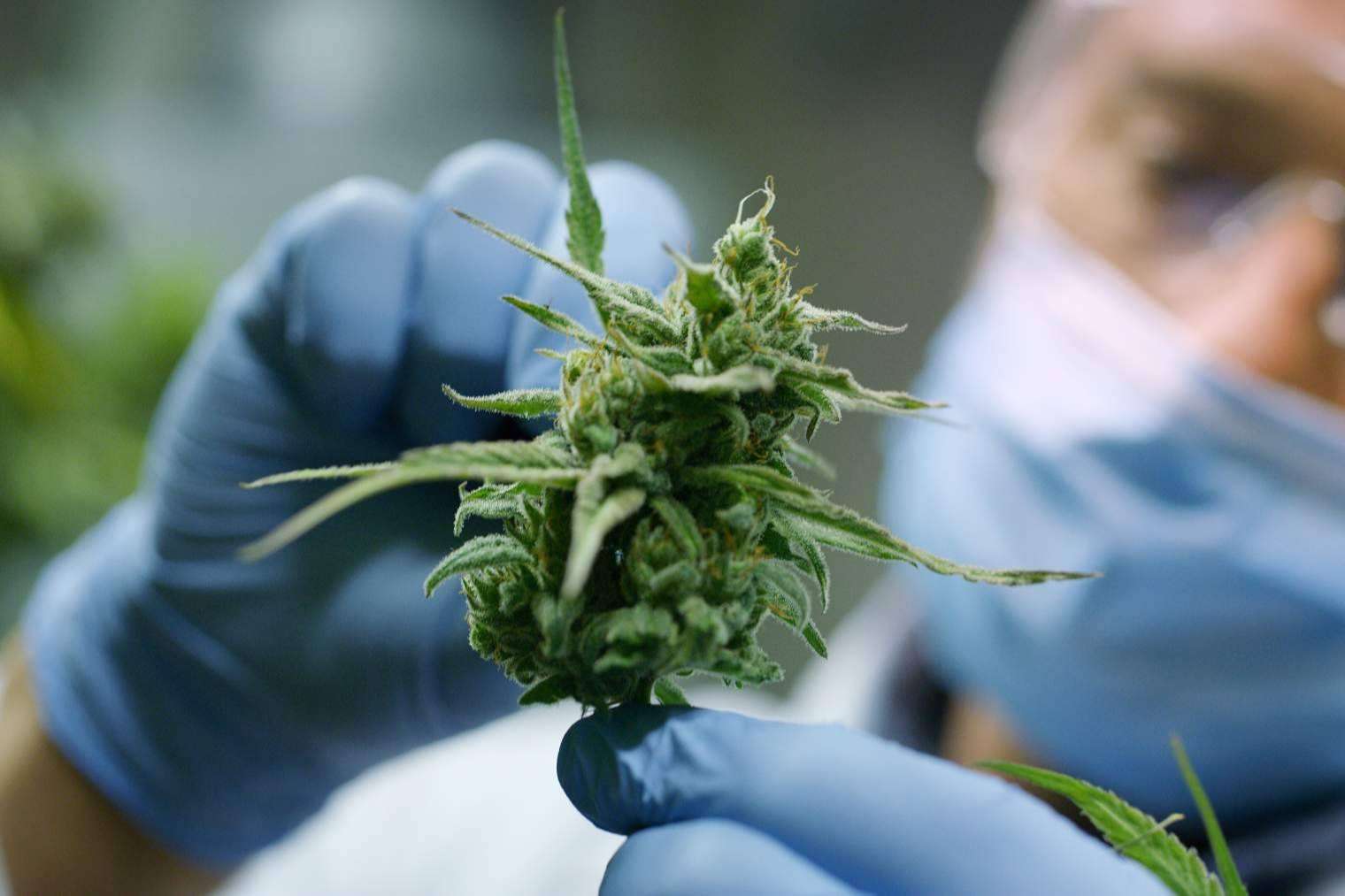 Conocer aspectos interesantes a la hora de comprar CBD, por Flower Farm