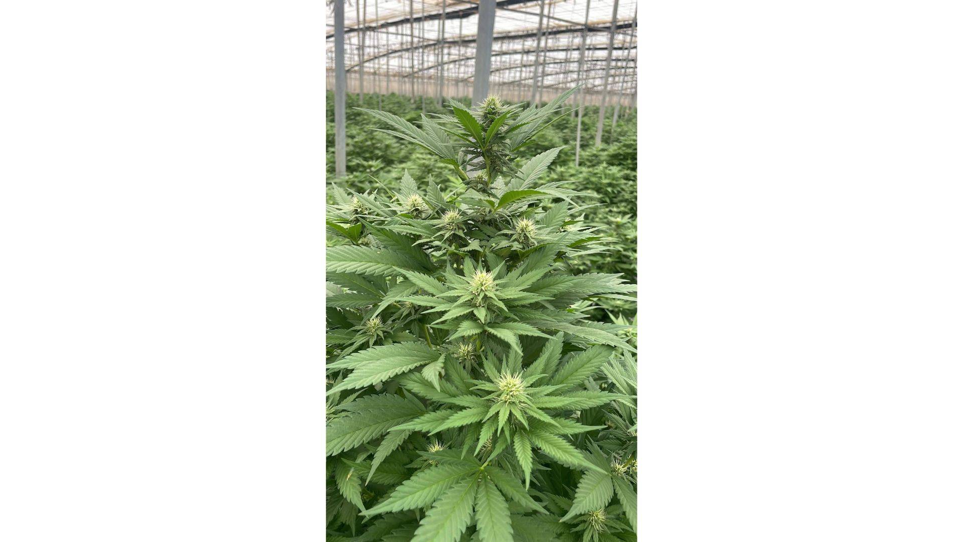 Iberian CBD sobre los beneficios del cáñamo industrial