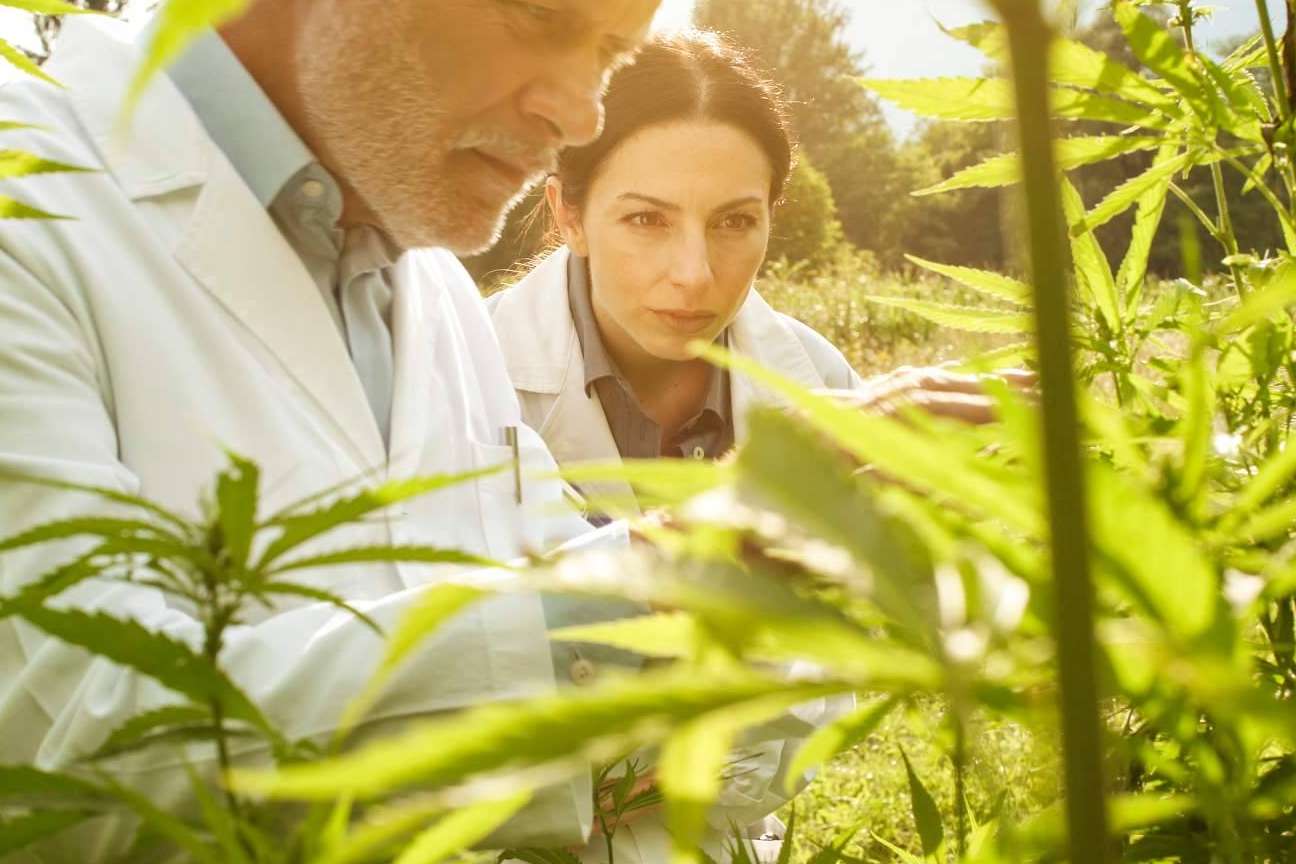 Venta de cultivo de CBD de la mano de Iberian CBD