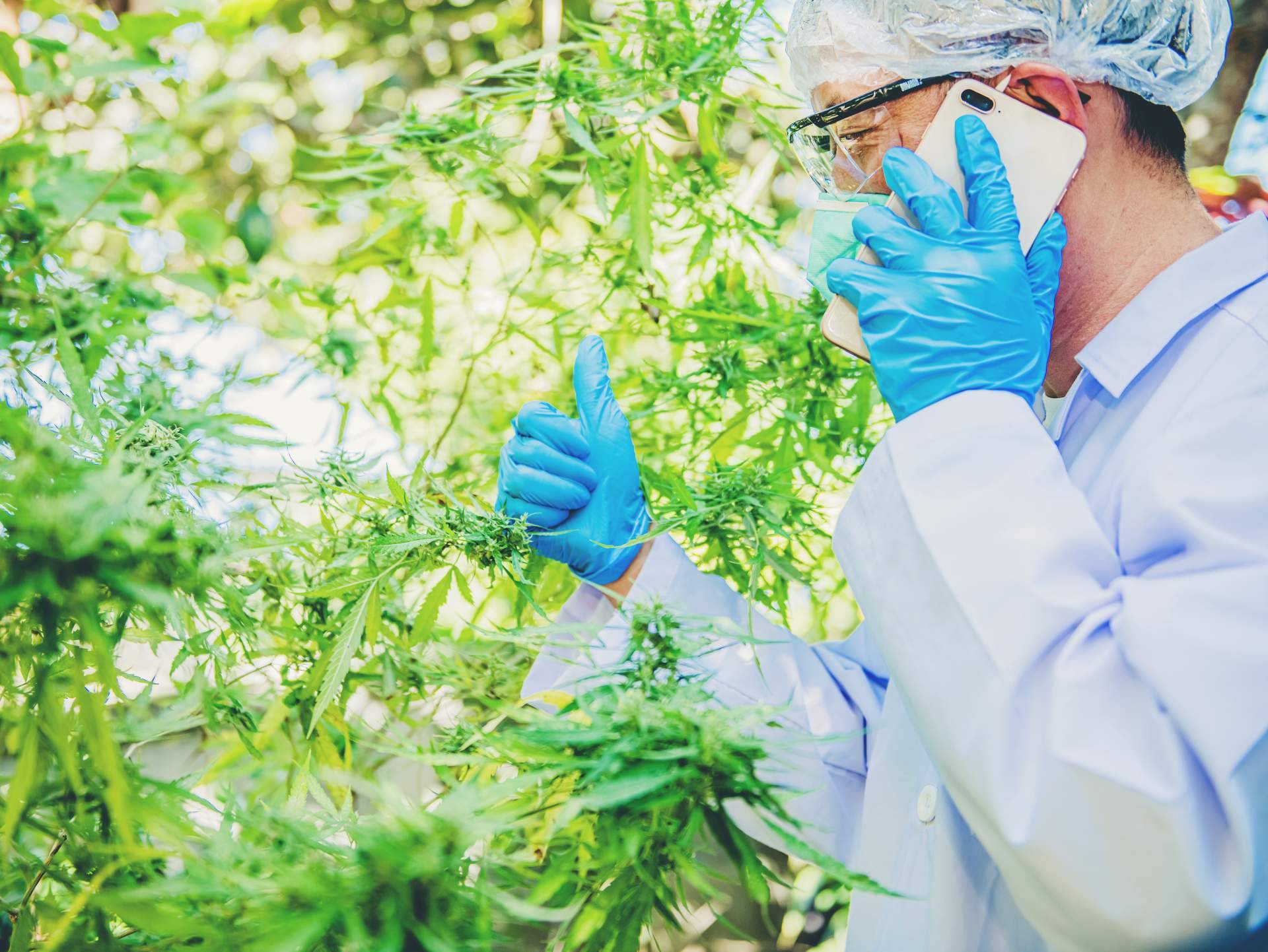 Greengos habla sobre el uso de productos de CBD para problemas de salud