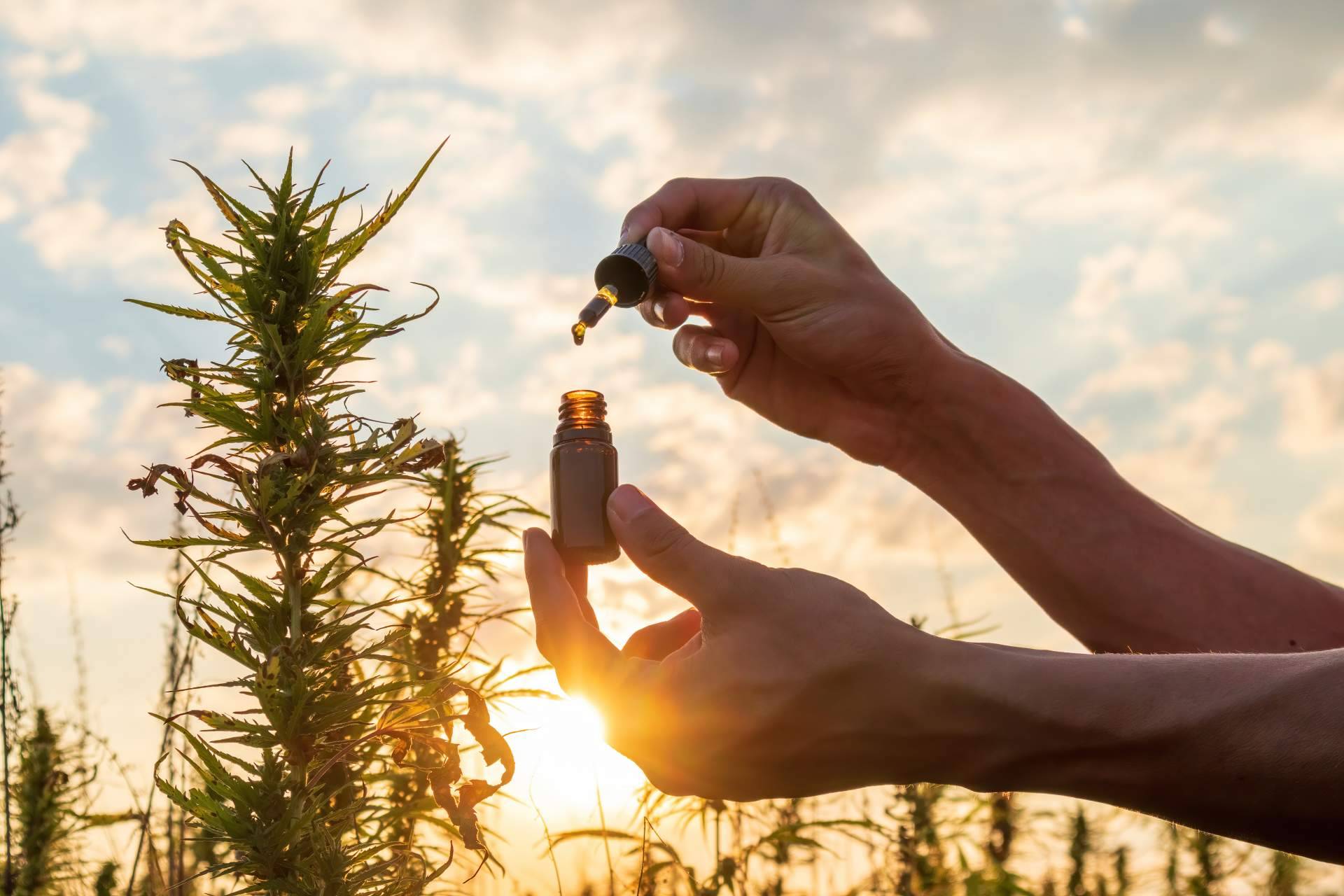 CBD Wonderfull sobre los beneficios del cannabidiol para dormir