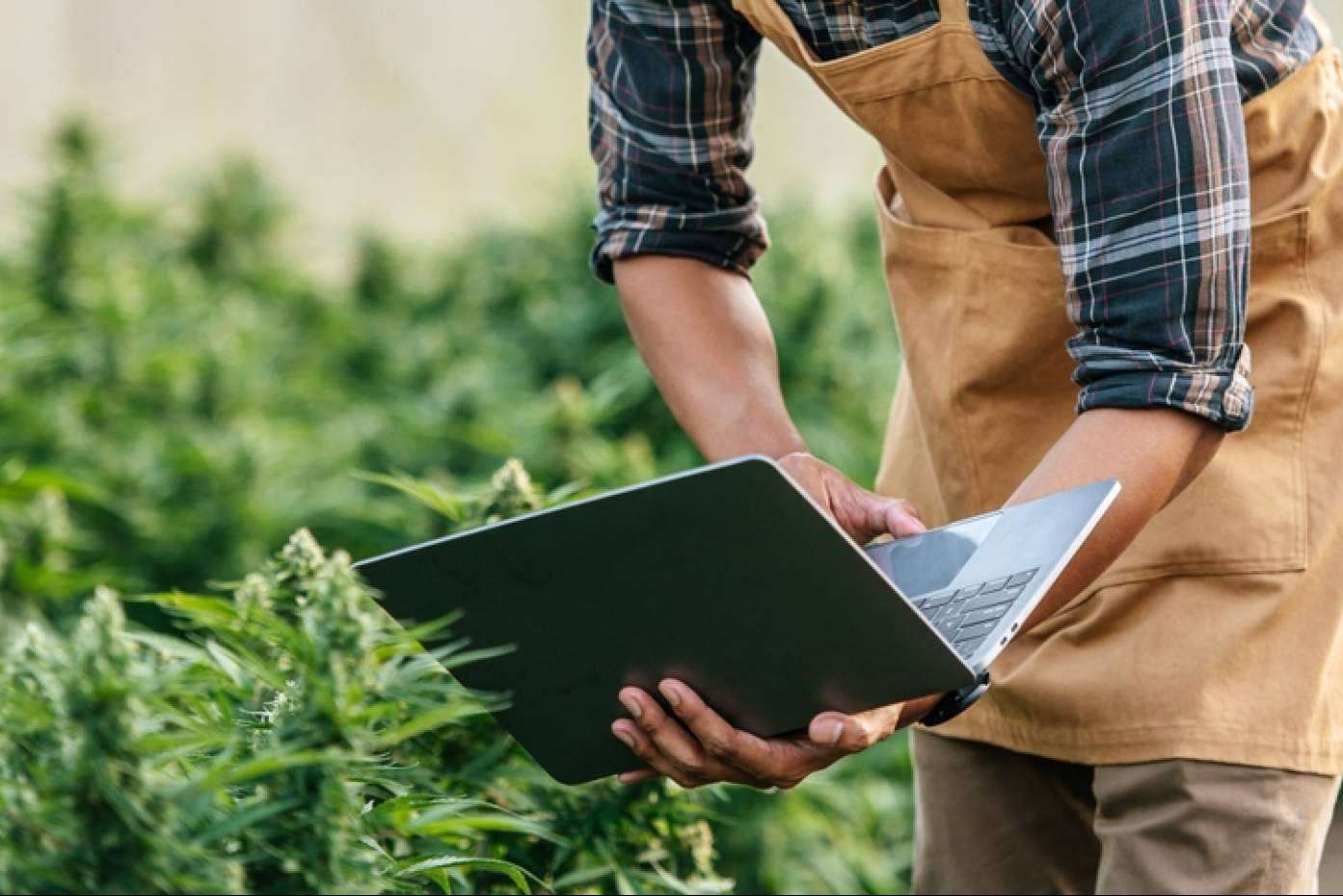 Iberian CBD ofrece asesoramiento en los cultivos de cáñamo en España a las compañías interesadas