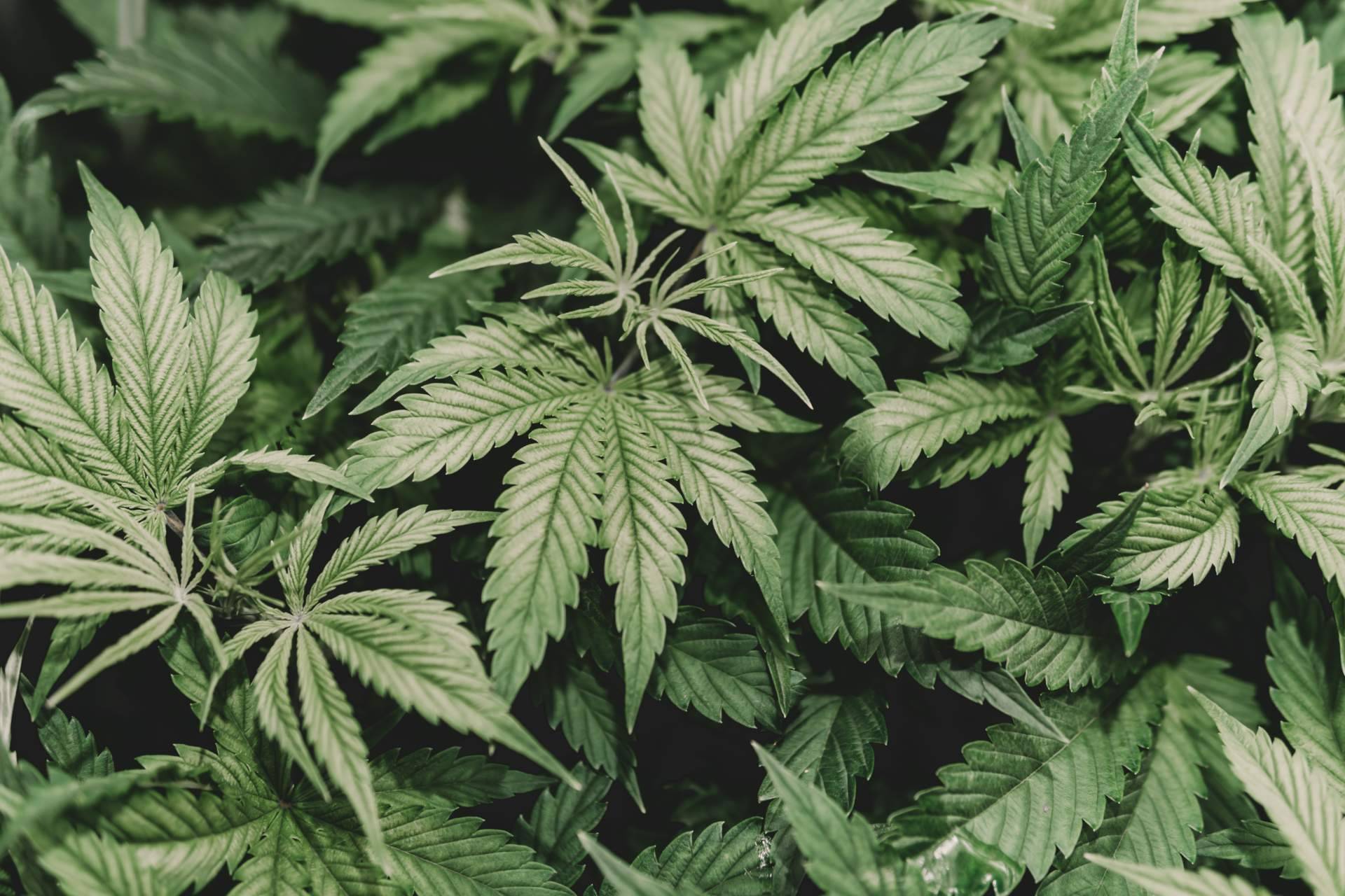 Cannabisbarcelona.com, una web educativa sobre el cannabis en Barcelona