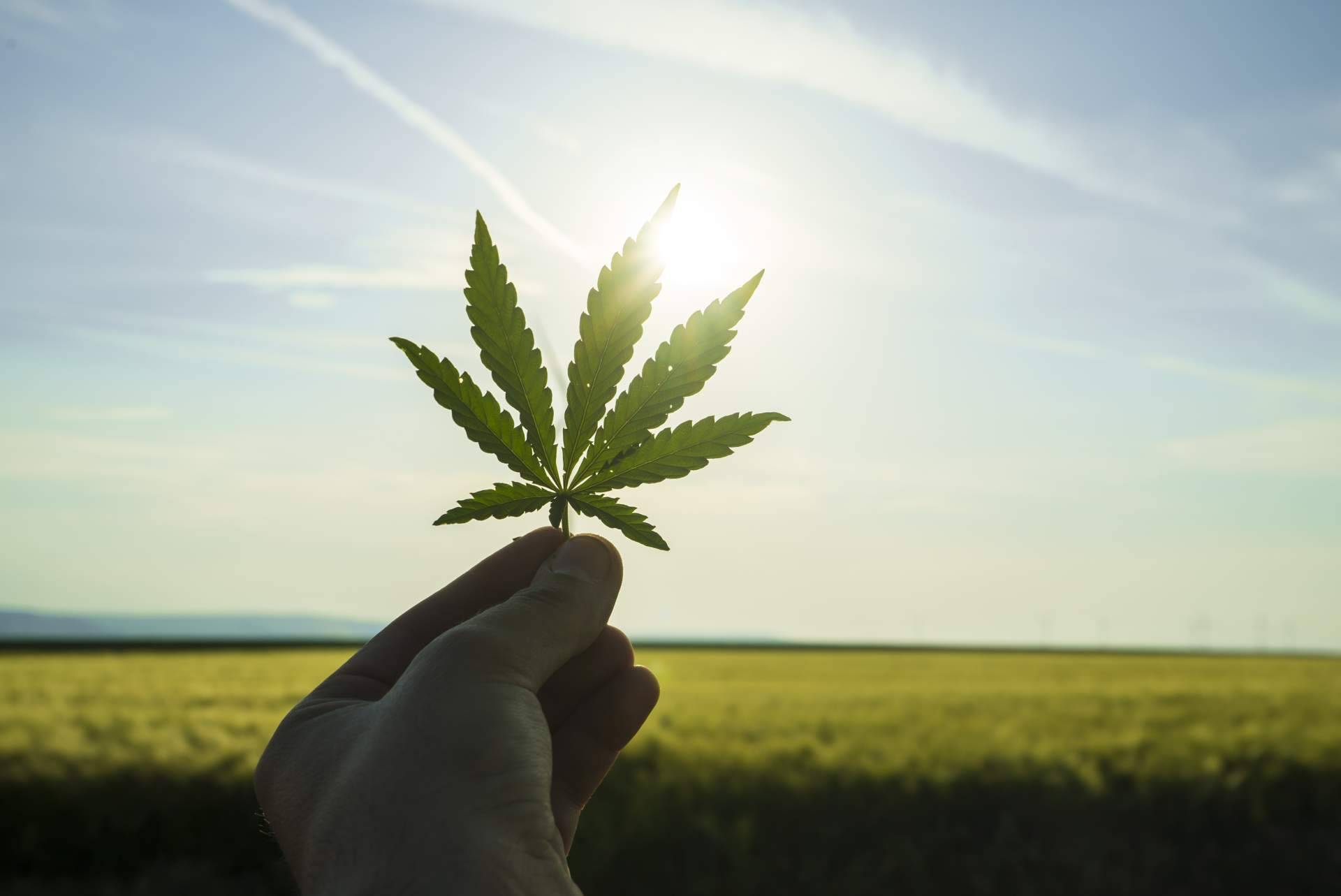 Los beneficios medicinales de la planta del cannabis