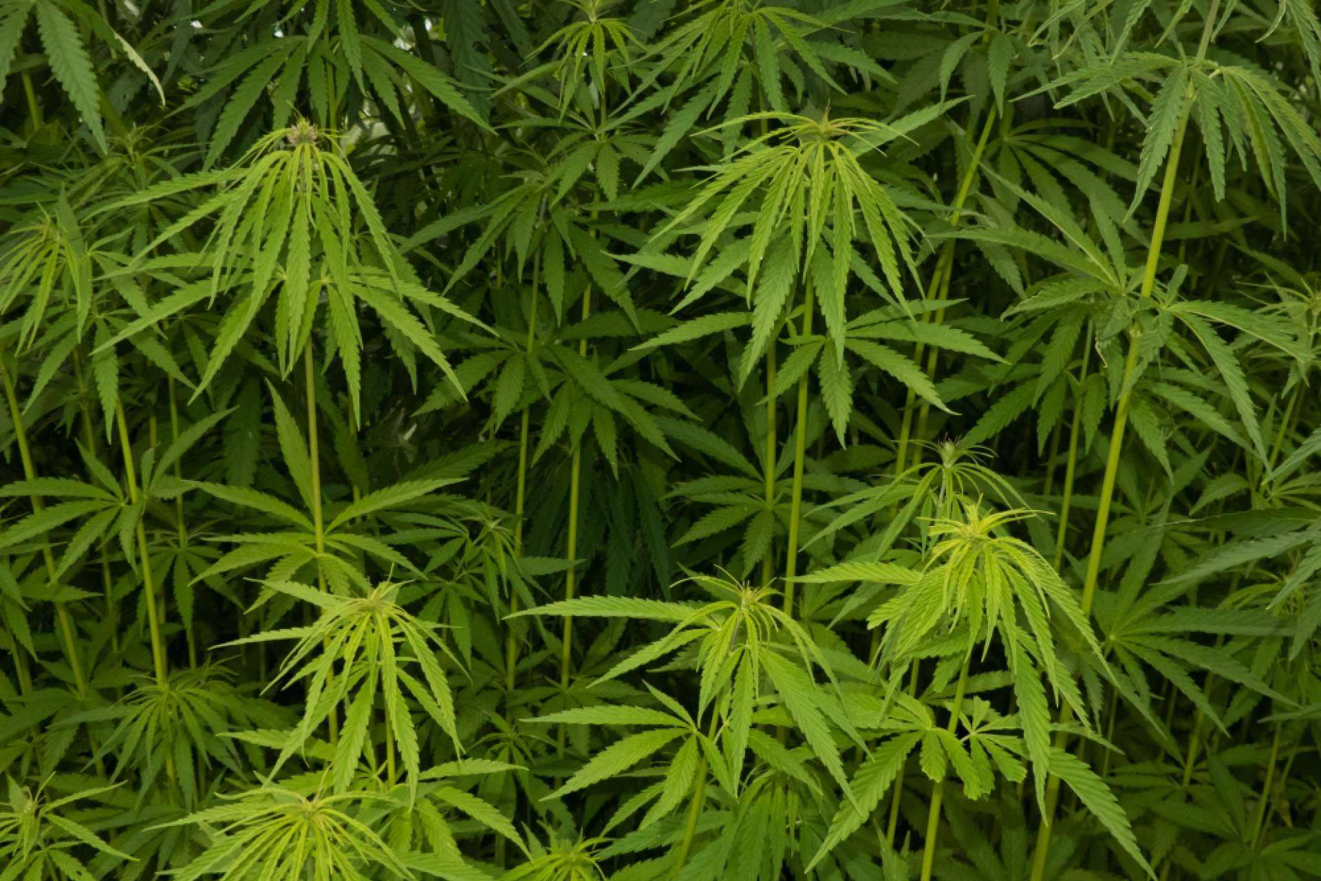 Barcelona Cannabis, el sitio web dedicado a la difusión de información sobre la comunidad cannábica en Barcelona