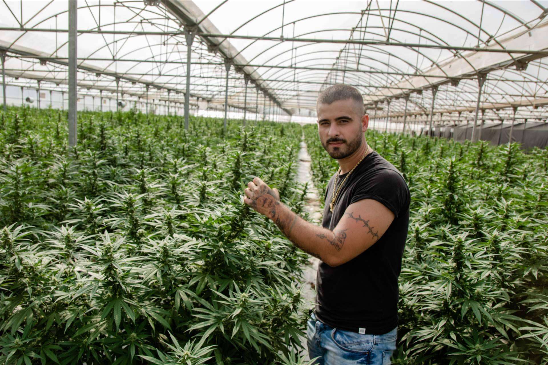 Dentro del mercado del cannabis en España, la empresa Cannabis Innovation CBD ha presentado un gran crecimiento y expansión