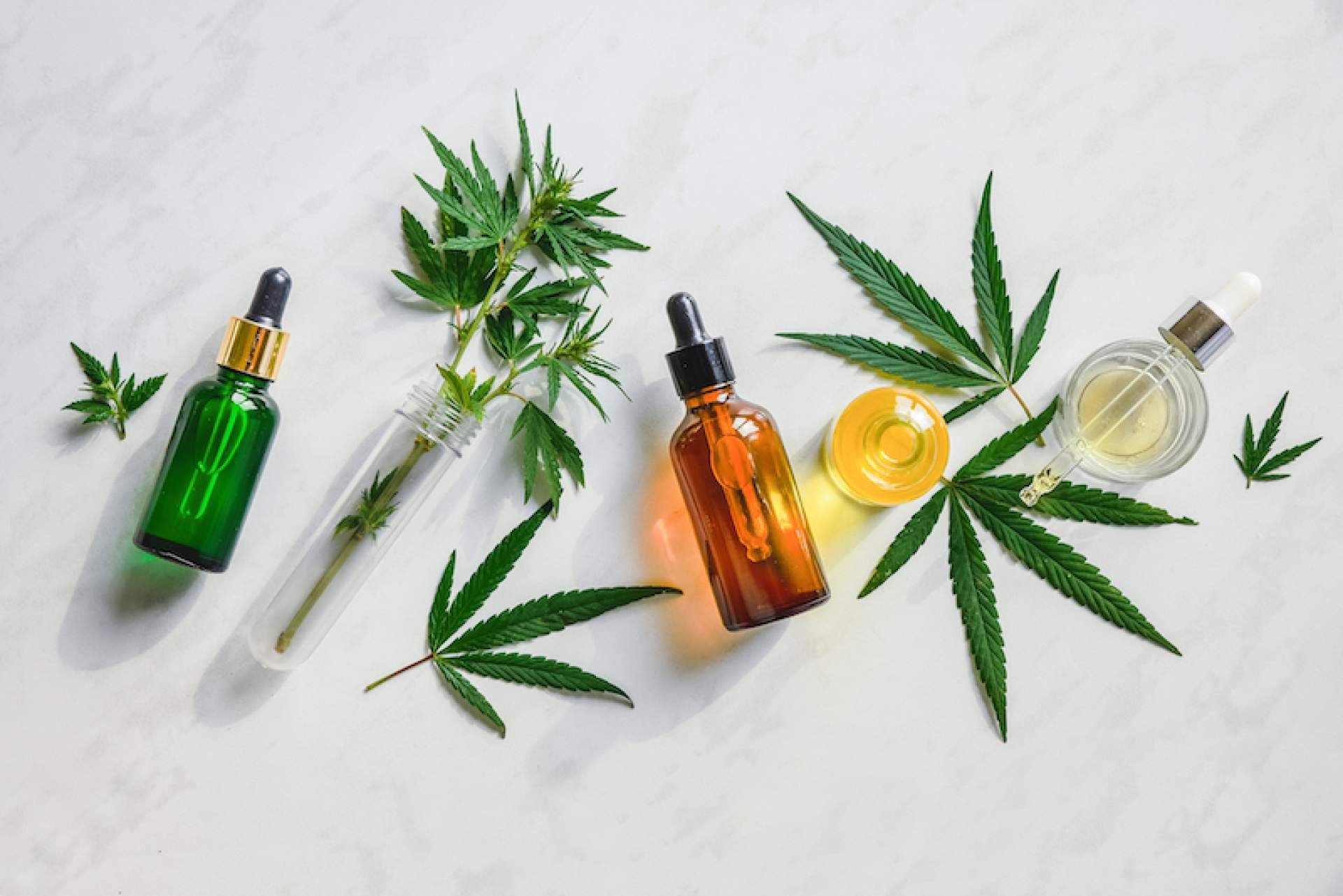 Bee Products, el proyecto de éxito en el sector del CBD