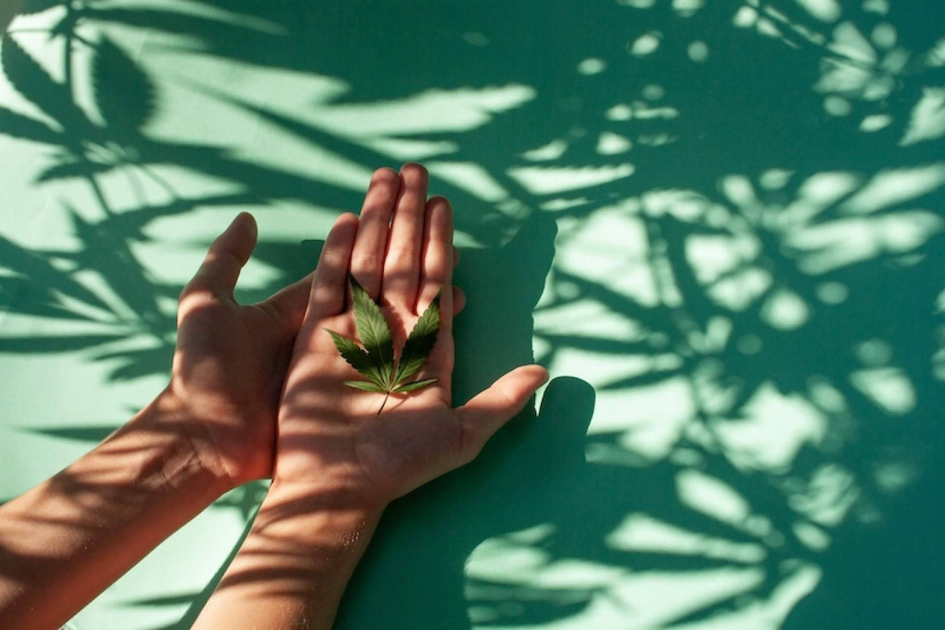 ¿Por qué comprar flores CBD?, según Bee Products