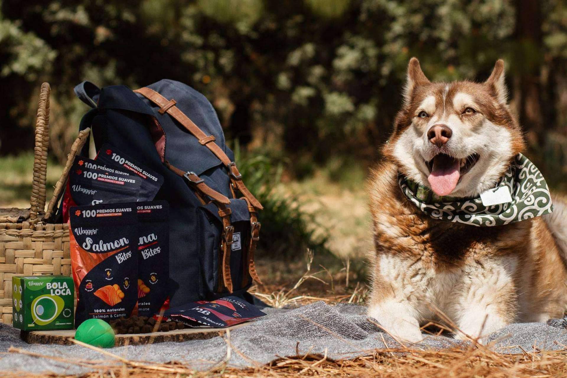 Waggys.pet ofrece premios naturales de CBD para mascotas