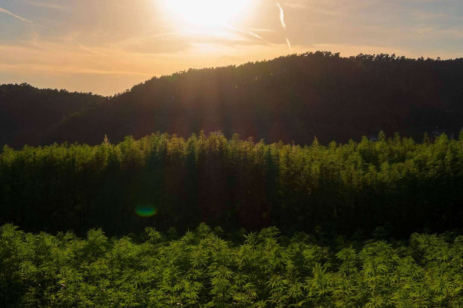 La importancia del secado en la producción de biomasa de cáñamo industrial para la extracción de CBD