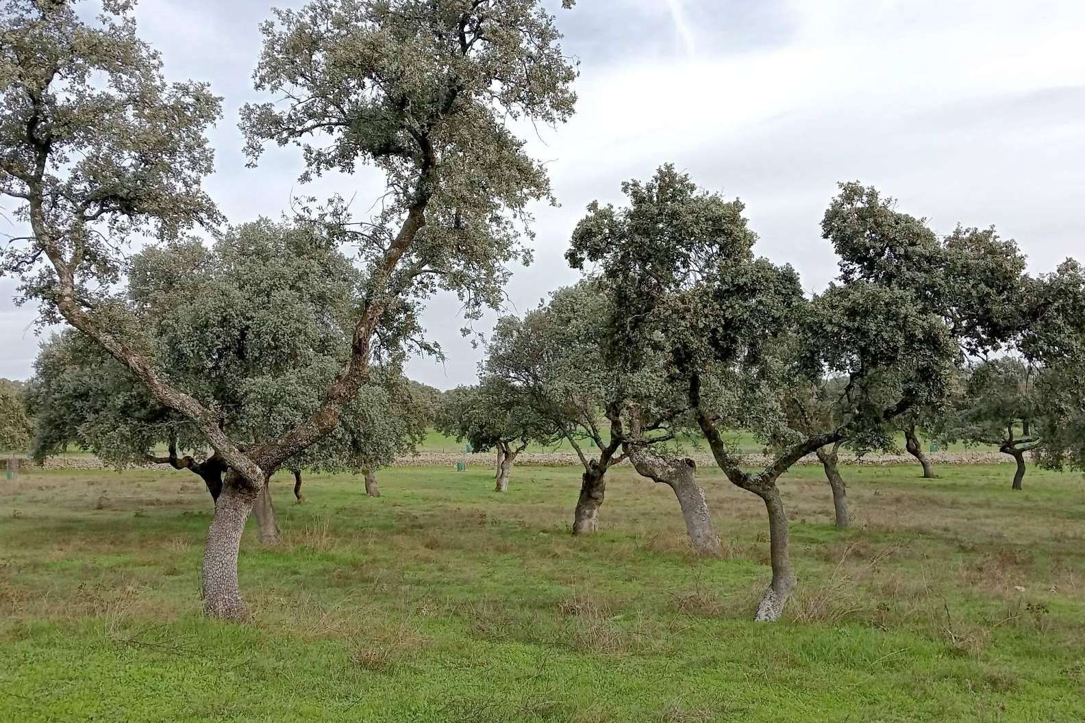El G.O. CAPRICORNIO afronta su último año con innovaciones clave para la sostenibilidad de la dehesa