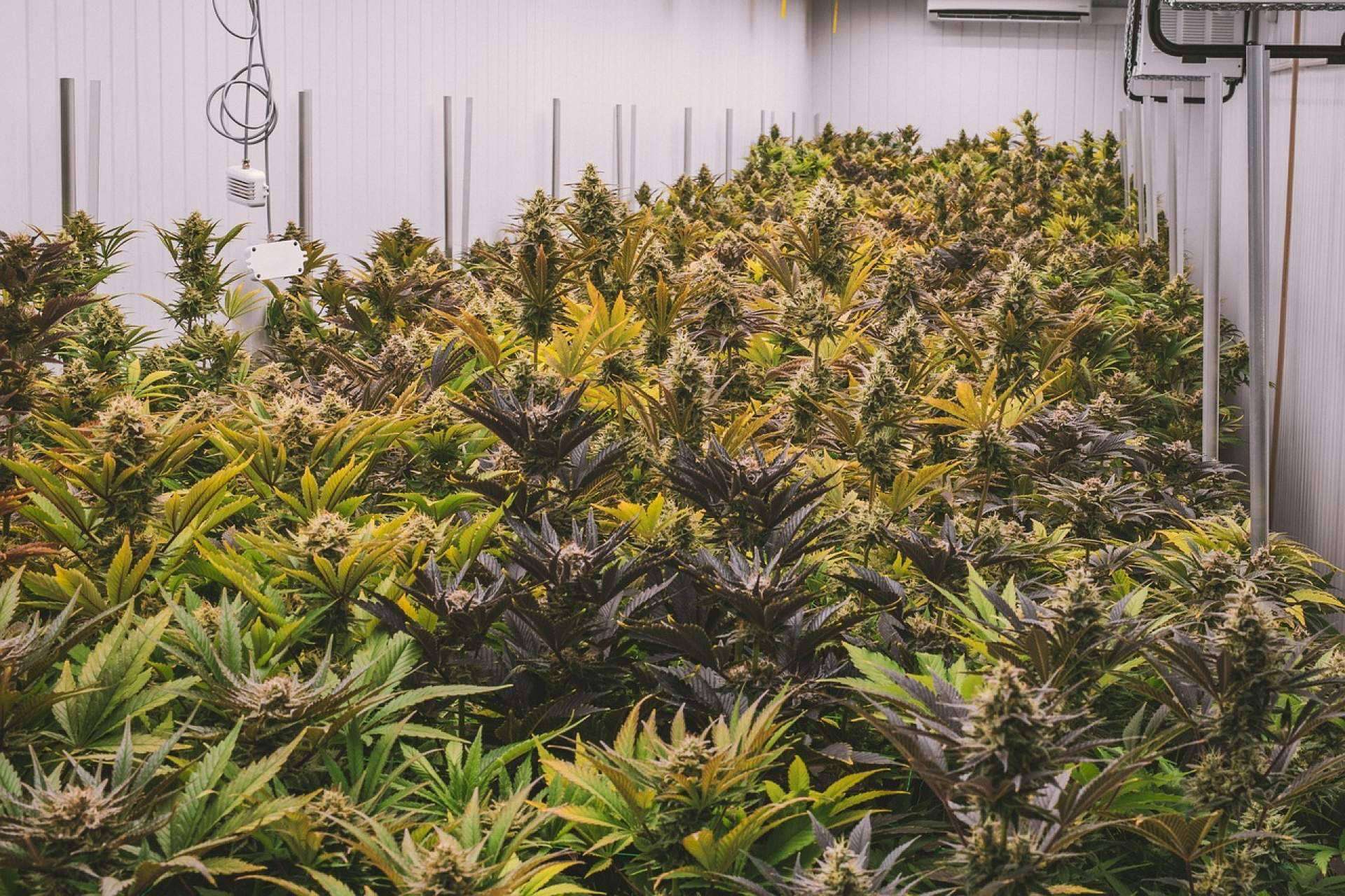 Extractos Unidos Mexicanos, un actor clave en la producción de fitocannabinoides de cáñamo